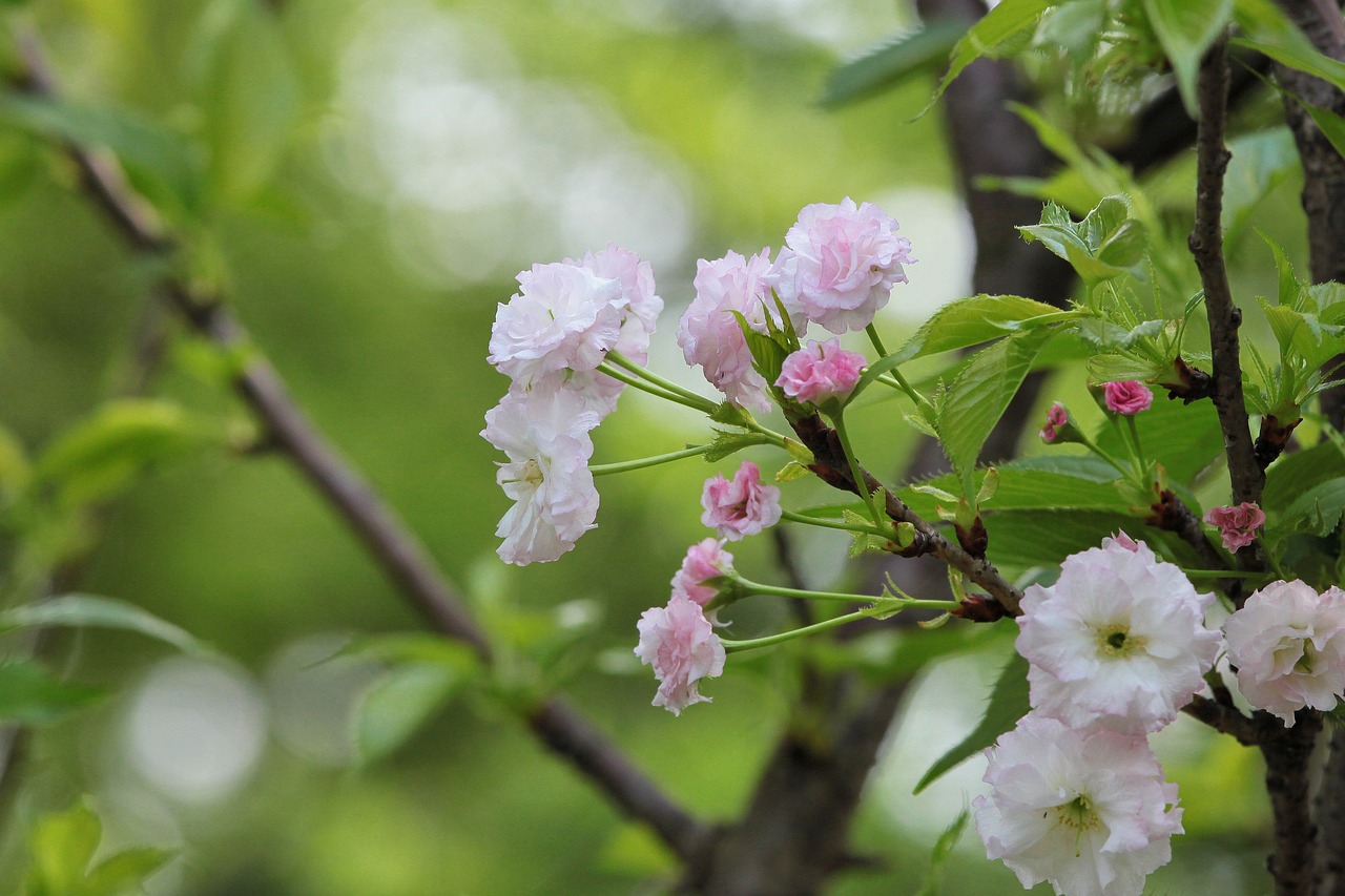 煙臺柏林春天最新動態(tài)，城市蓬勃發(fā)展的新篇章