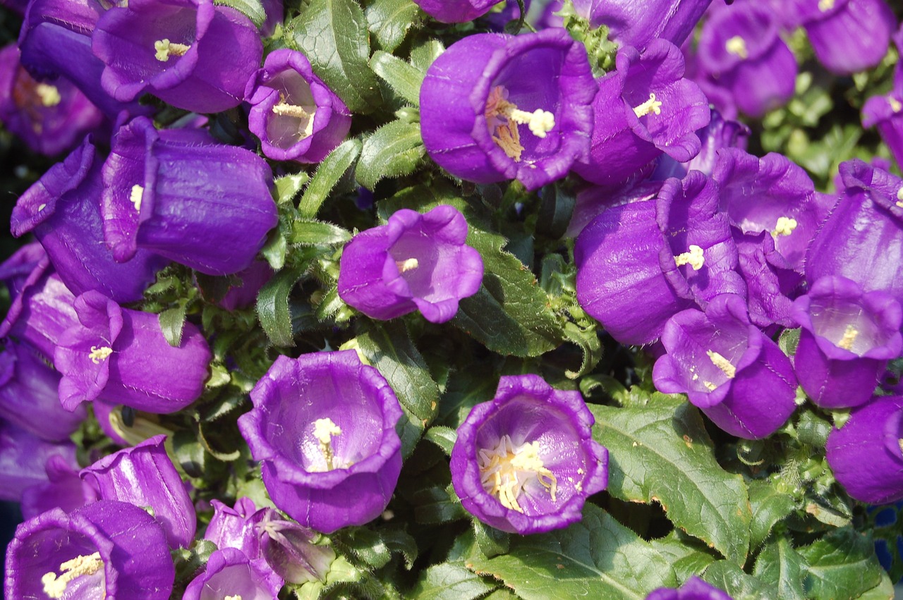 趙易山最新動態(tài)揭秘，探尋其最新消息與神秘面紗背后的真相