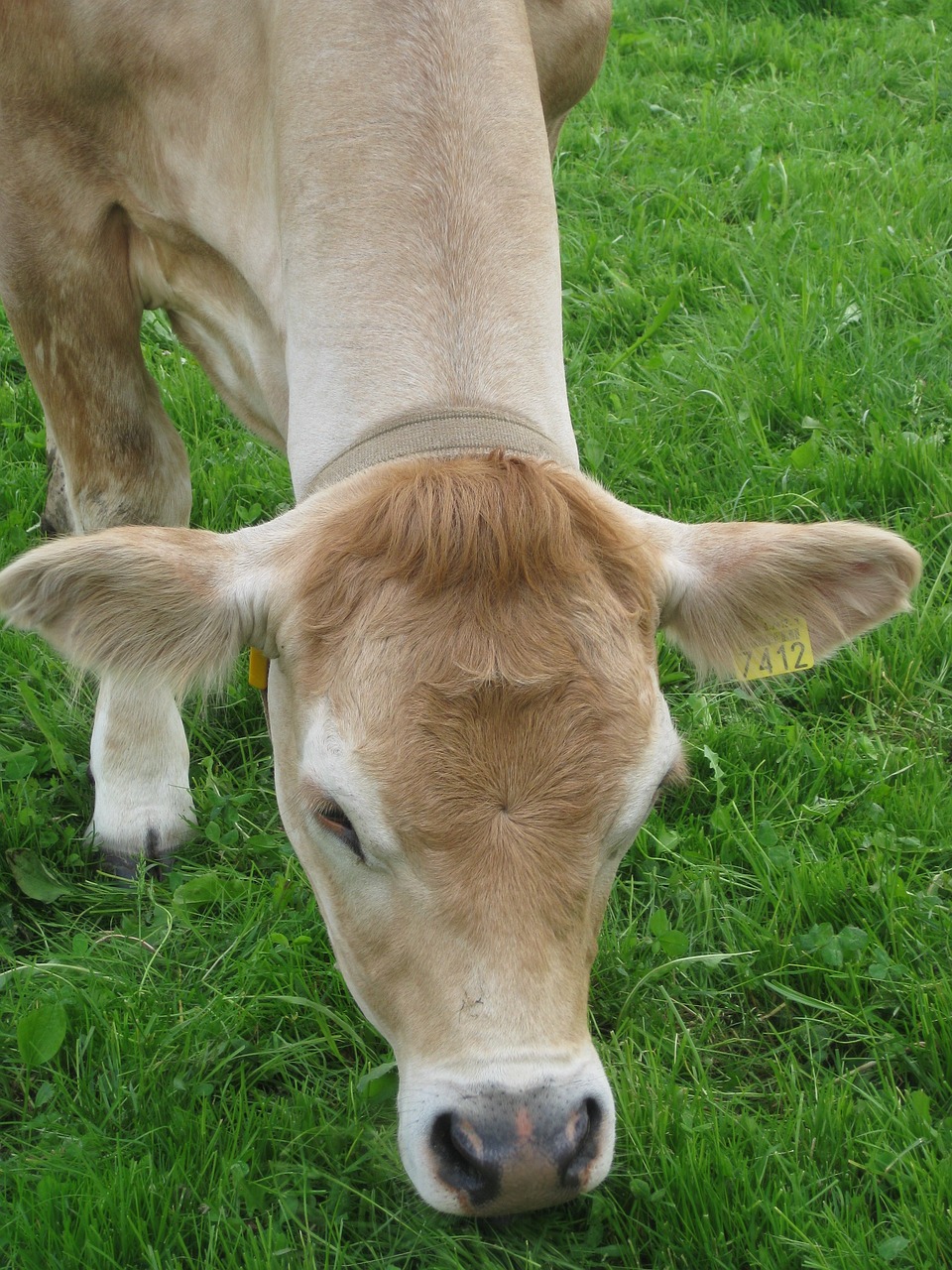 農(nóng)業(yè)部最新土地動(dòng)態(tài)，農(nóng)業(yè)用地的新趨勢(shì)與挑戰(zhàn)