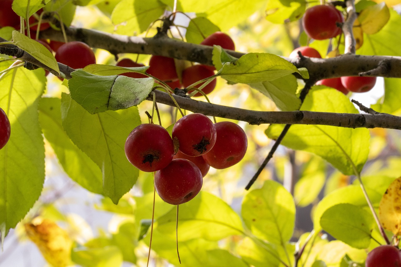 2024年12月 第224頁