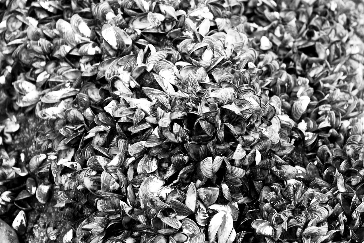 藍(lán)山海岸二期最新動(dòng)態(tài)，引領(lǐng)居住新潮流，探索未來(lái)生活品質(zhì)新境界