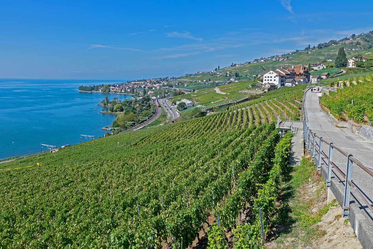 灤南澤平莊園，獨(dú)特魅力與發(fā)展前景的最新消息