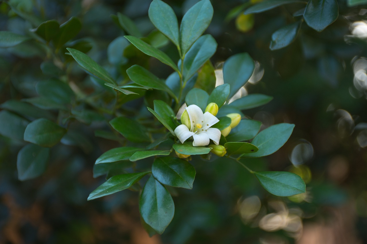 滄州嘉禾一方最新房價(jià)動態(tài)、分析與預(yù)測