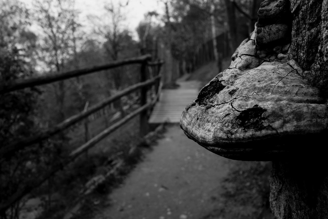 2024年12月 第54頁