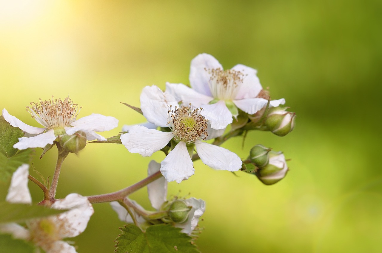 王寶強與馬蓉的最新動態(tài)，情感糾葛與人生的新篇章
