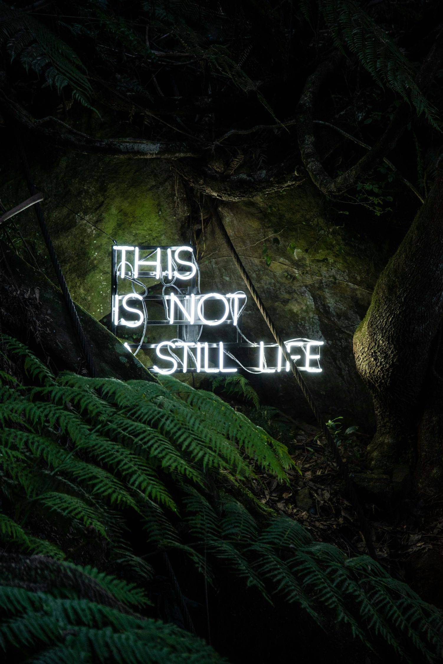 雪鷹領(lǐng)主最新章節(jié)更新，熱血冒險與成長之旅