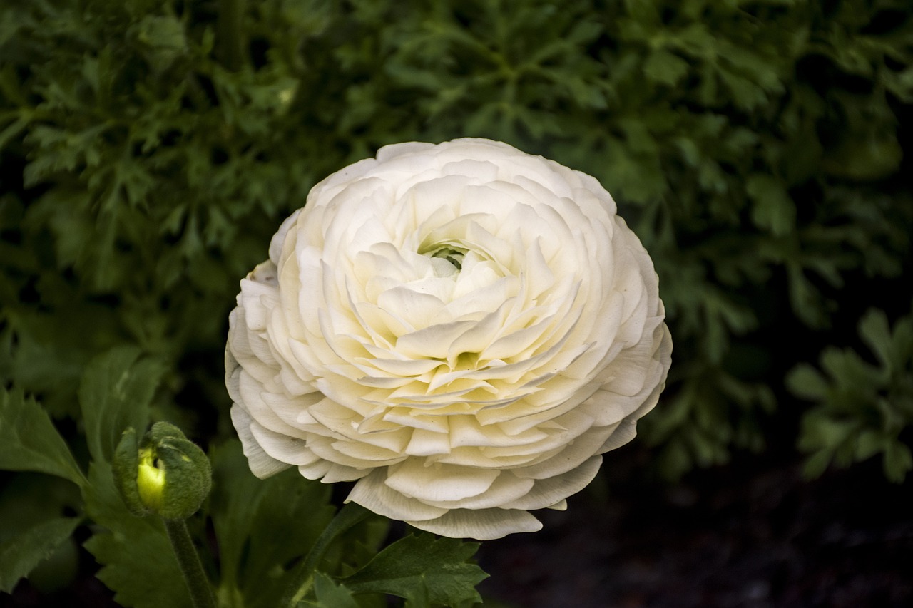 衡水溫莎花園最新動態(tài)更新，最新消息一覽