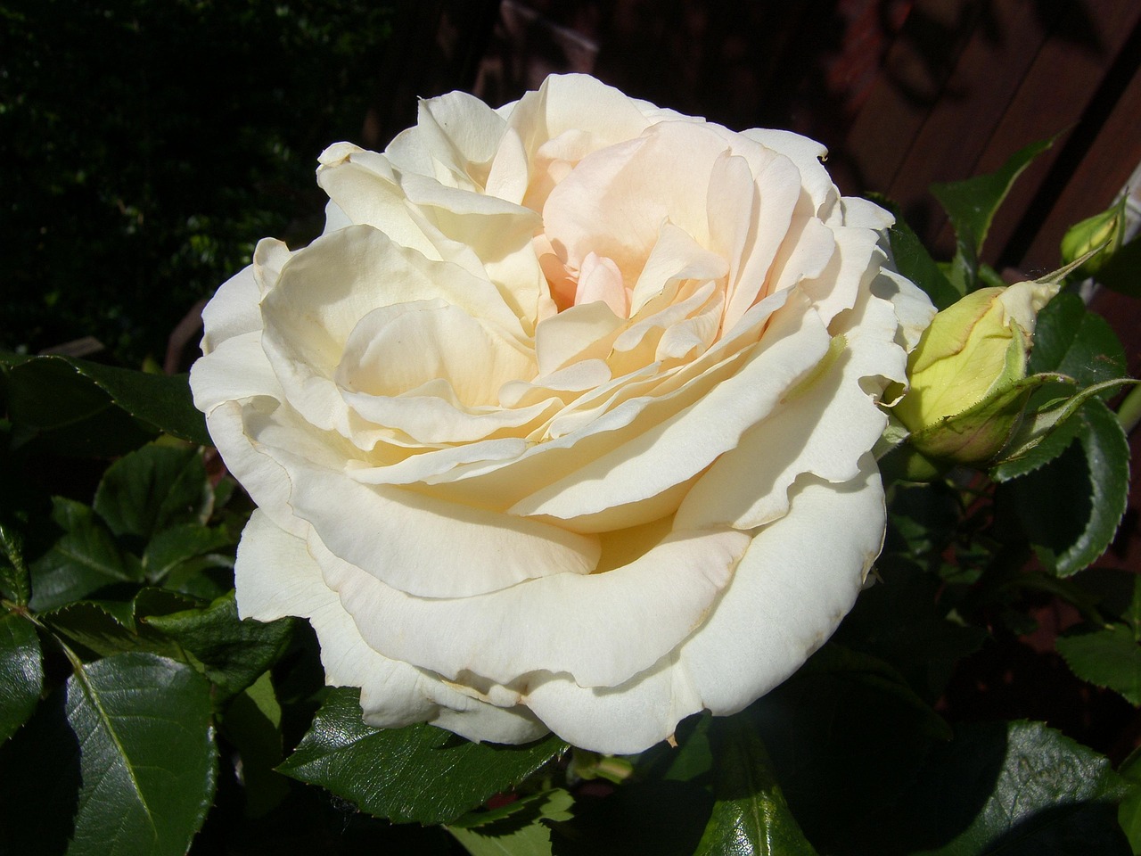 海口美麗華居最新動態(tài)，繁華都市中的理想居所更新消息