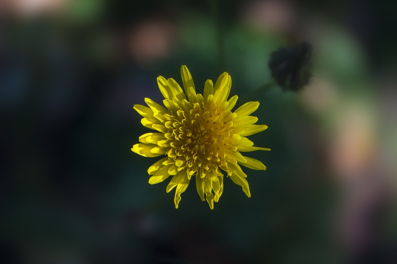 青島萬科如園最新房價(jià)動(dòng)態(tài)及趨勢分析