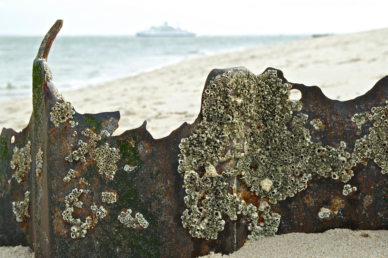 日本失聯(lián)老師最新動態(tài)，搜救行動進(jìn)展與持續(xù)關(guān)注聚焦