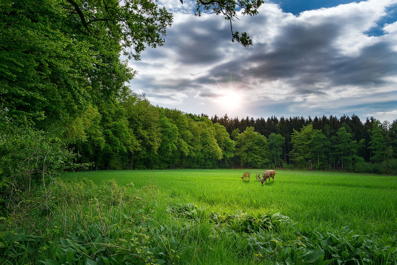 Nginx最新版本的探索與解析，版本更新動(dòng)態(tài)及功能解析