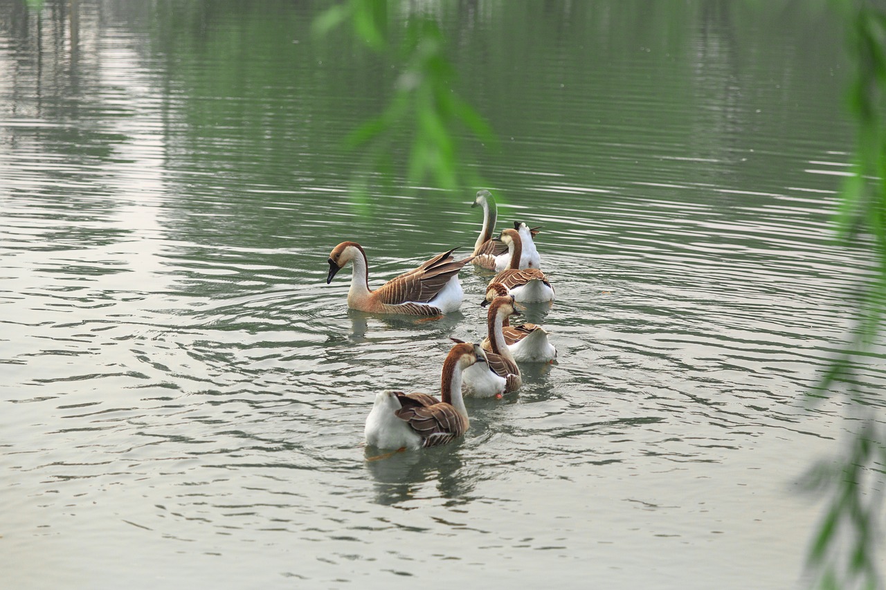 澳門科技大學(xué)最新消息綜述，發(fā)展動(dòng)態(tài)與亮點(diǎn)展示