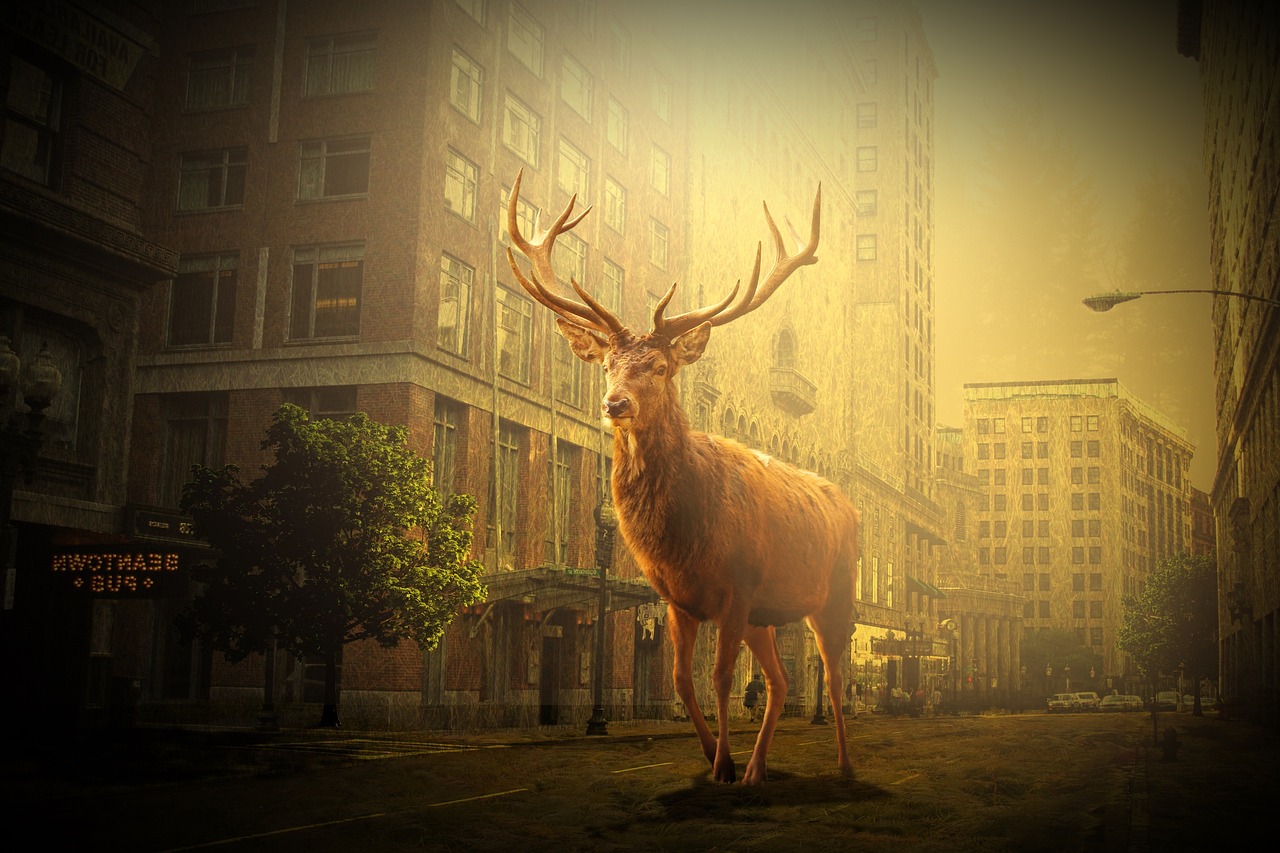 鹽城市網(wǎng)約車最新動(dòng)態(tài)，行業(yè)變革與發(fā)展趨勢