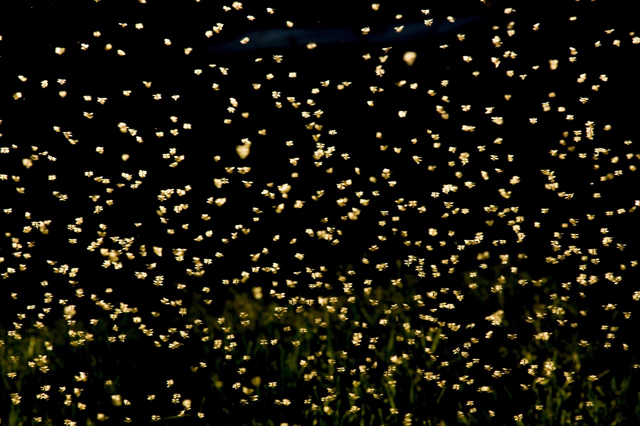 巢湖南路南延最新動(dòng)態(tài)，建設(shè)進(jìn)展及未來(lái)展望