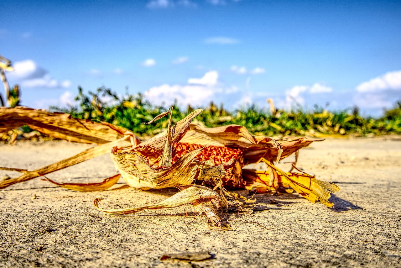 涿州京南一品最新動態(tài)，持續(xù)更新與深度解讀